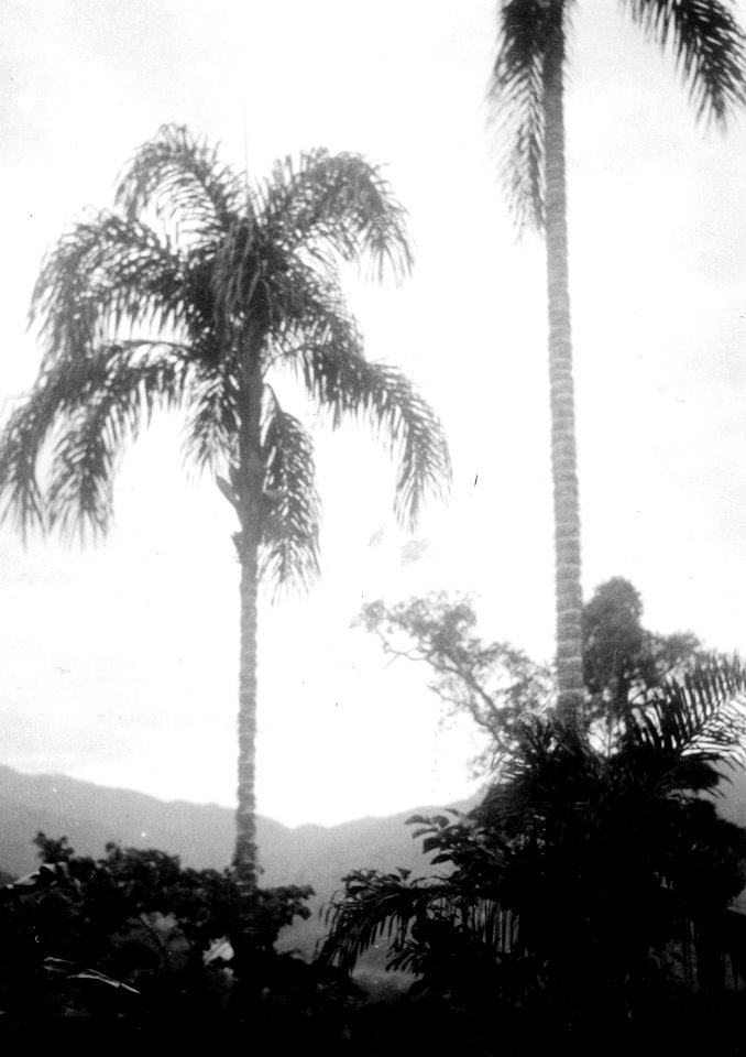 Pighua-palmer på bogotaindianernas område. Veraguas. Panama - SMVK - 004251