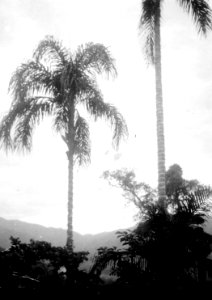 Pighua-palmer på bogotaindianernas område. Veraguas. Panama - SMVK - 004251