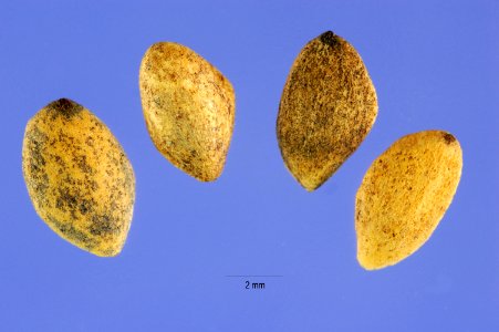 Pinus nigra seeds