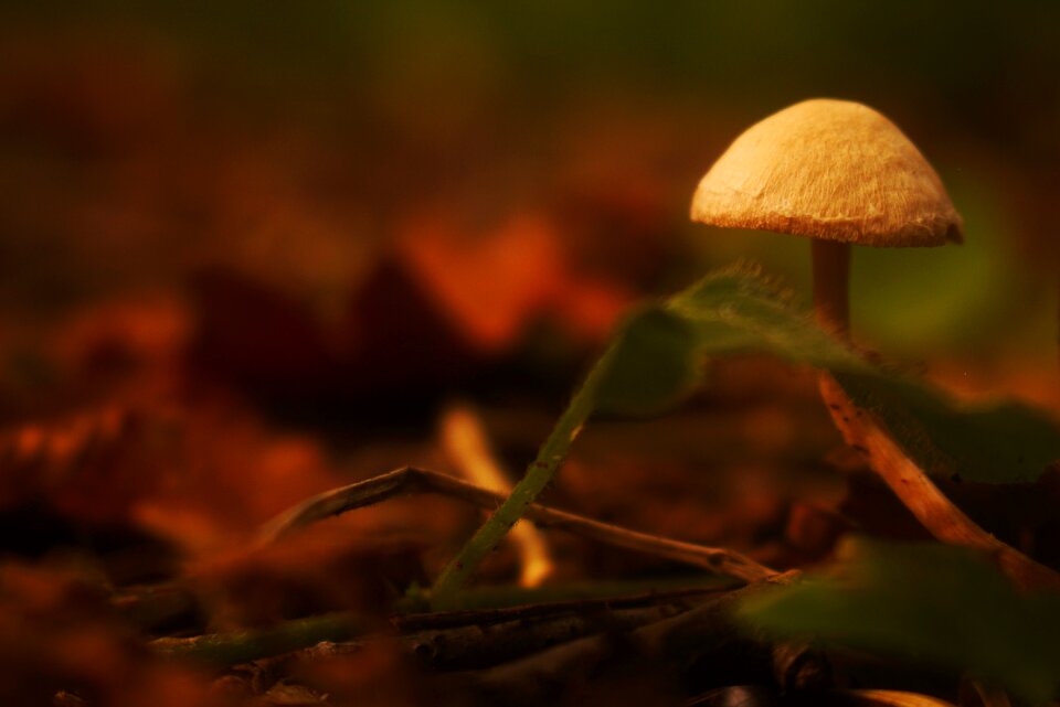 Nature forest ground