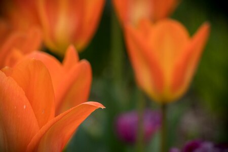 Edwards gardens toronto orange