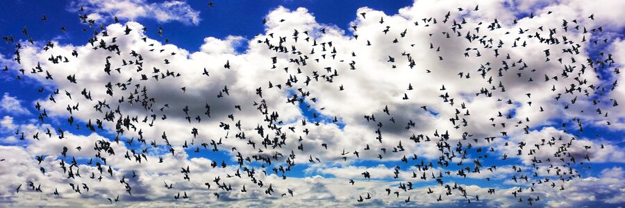 Migratory bird flying south