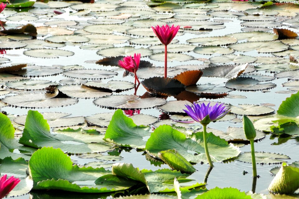 Flower lotus summer