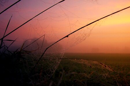 Cobweb sky dawn photo