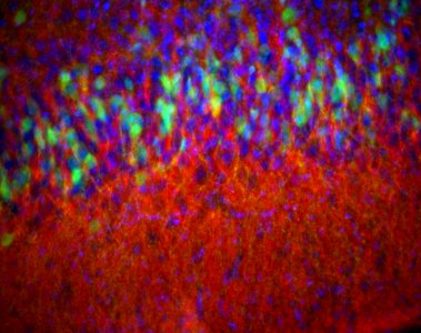 Piriform cortex of a mouse