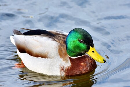 Bird poultry animal photo