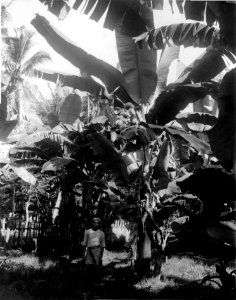 Pisang kepok, en bananart, i en trädgård. Buton, Sulawesi. Indonesien - SMVK - 000297
