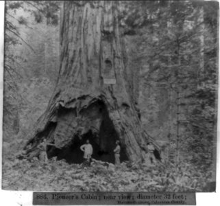 Pioneer's Cabin - near view, diameter 32 feet, Mammoth Grove, Calaveras County LCCN2002723596