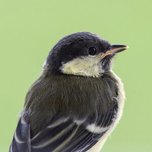 Bird tit juvenile photo
