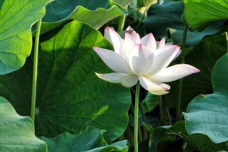 Flower lotus summer