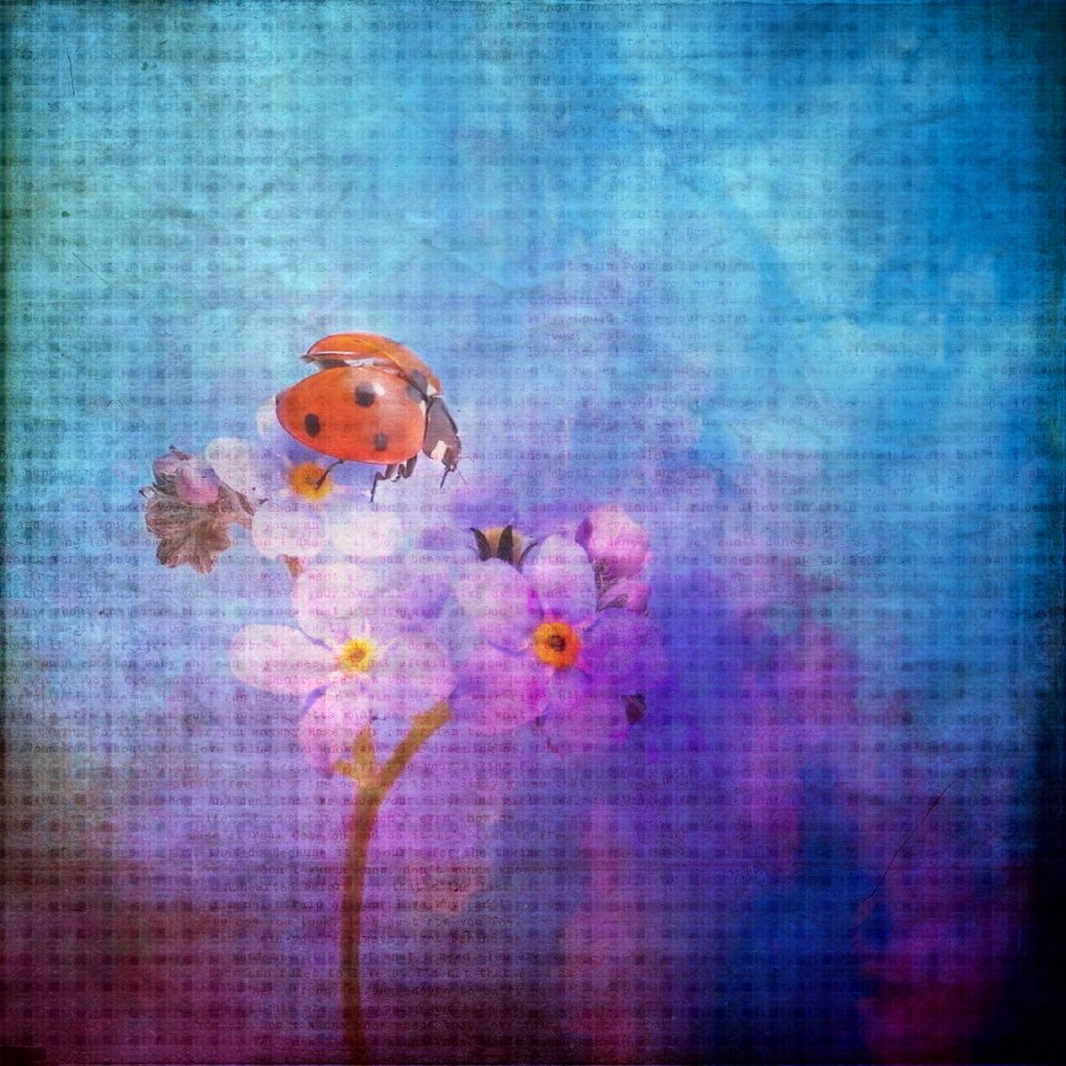 Forget me not flowers beetle