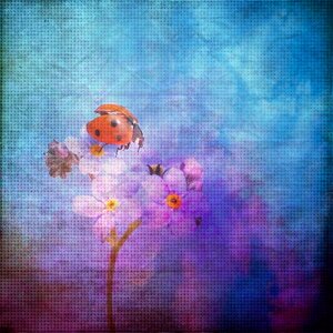 Forget me not flowers beetle