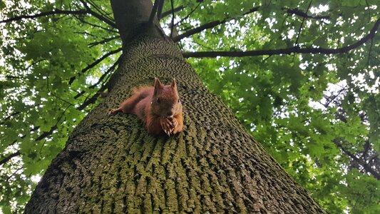 Animal animals nature