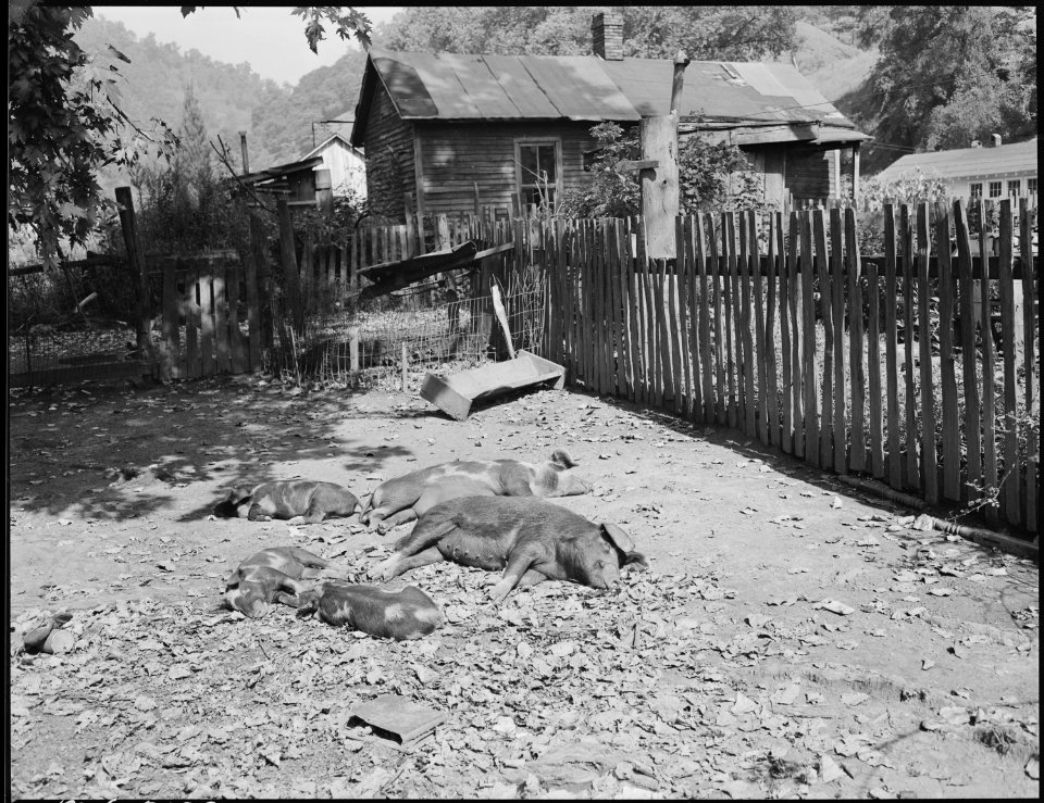 Pigs owned by miner. Cary, Bell County, Kentucky. - NARA - 541169