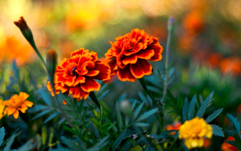 Most beautiful flower flower cute flower