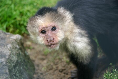 Monkey animal world portrait