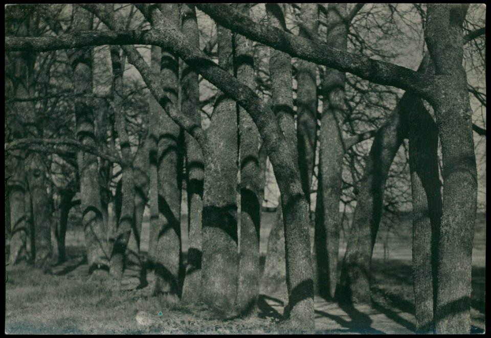 Pikieliški, Pisanka. Пікелішкі, Пісанка (J. Bułhak, 1934)