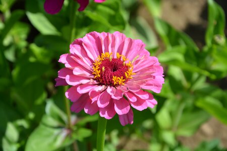 Pink flower nature peonies photo