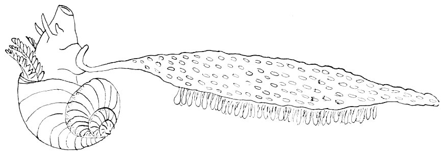 PSM V50 D063 Violet snail and egg float ianthina fragilis