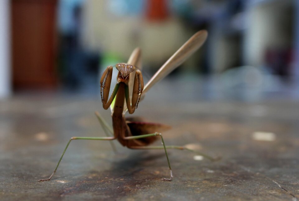 Preying mantis insect long foot