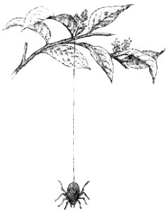 PSM V50 D391 Epeira diadema suspended by its thread