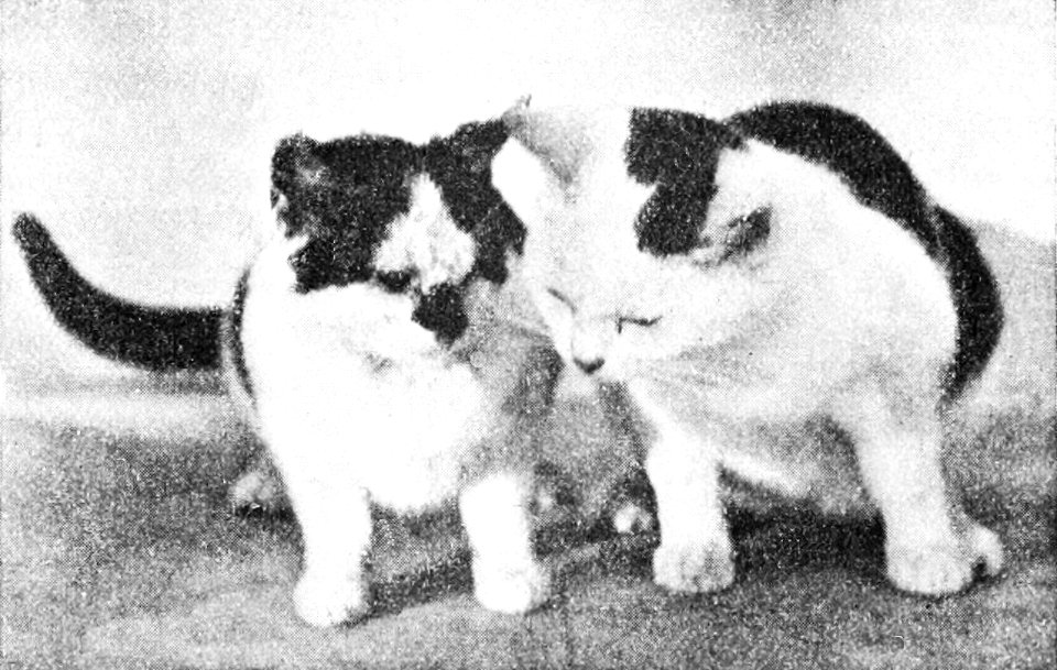 PSM V50 D621 Alcoholic and a normal kitten