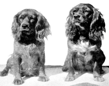 PSM V50 D825 Tipsy and topsy 2 oct 1896