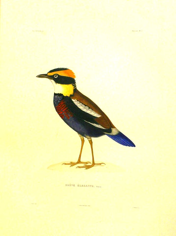 Pitta elegans - La Bonite02