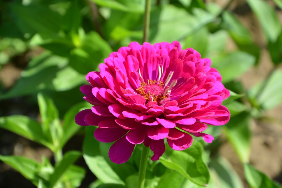 Garden massif flower