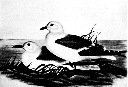 PSM V52 D227 Kittiwakes