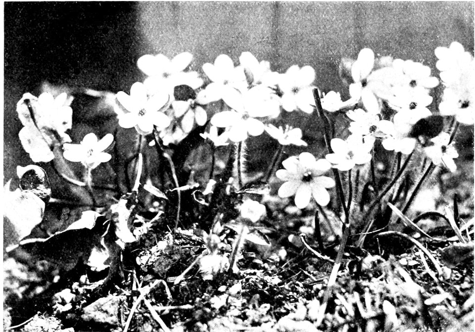 PSM V52 D465 Hepatica triloba