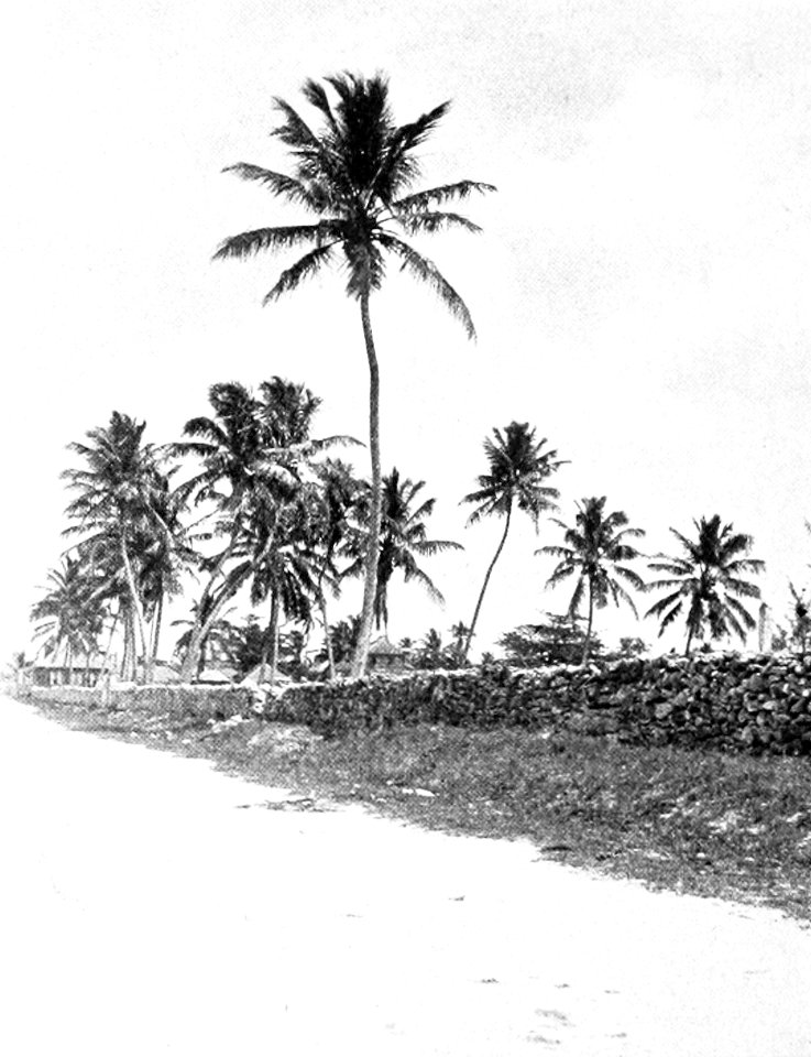 PSM V52 D795 Coconut palms