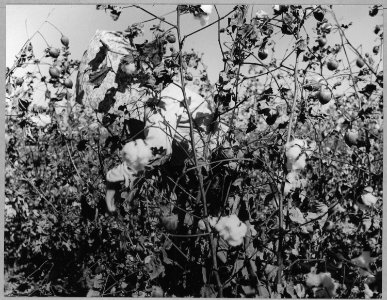 Pinal County, Arizona. Texas cotton picker works in Arizona cotton field. - NARA - 522014
