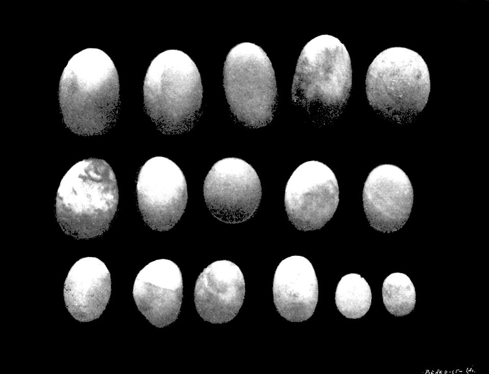 PSM V53 D226 Silicious pebbles from the stomach of a plesiosaur