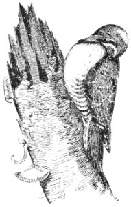 PSM V53 D358 Three toed woodpecker