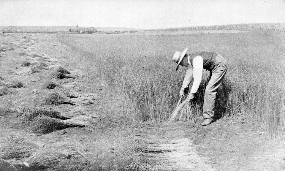 PSM V54 D027 Pulling flax in minnesota