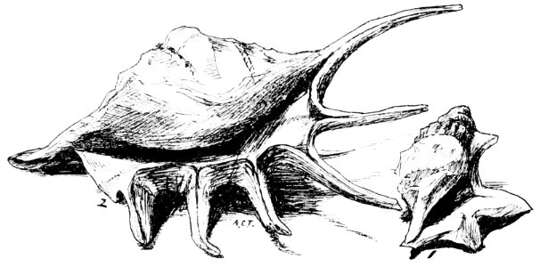 PSM V50 D066 Pterocera lambis and aporrhaispes pelicani