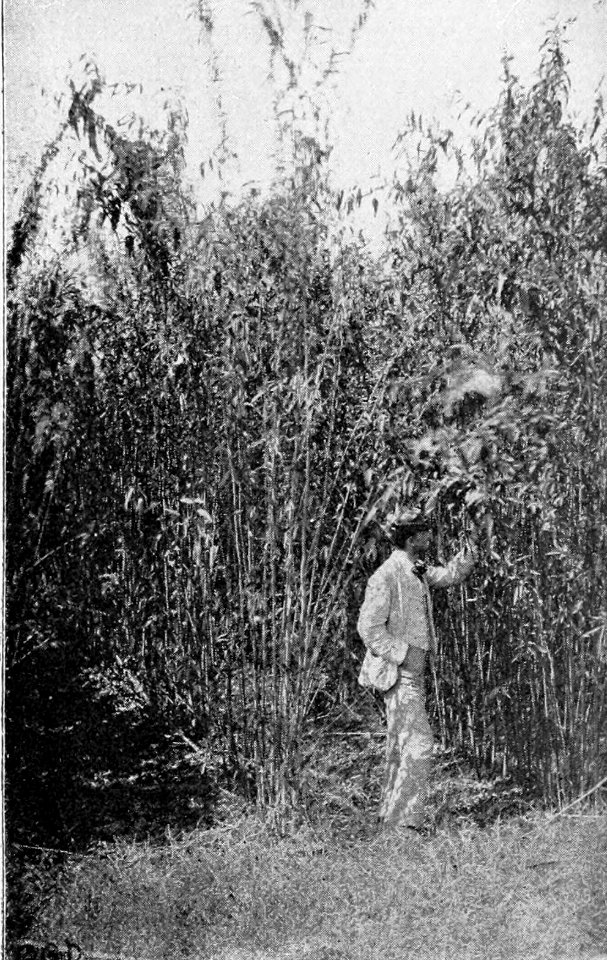 PSM V54 D033 Growth of jute in louisiana