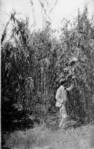 PSM V54 D033 Growth of jute in louisiana
