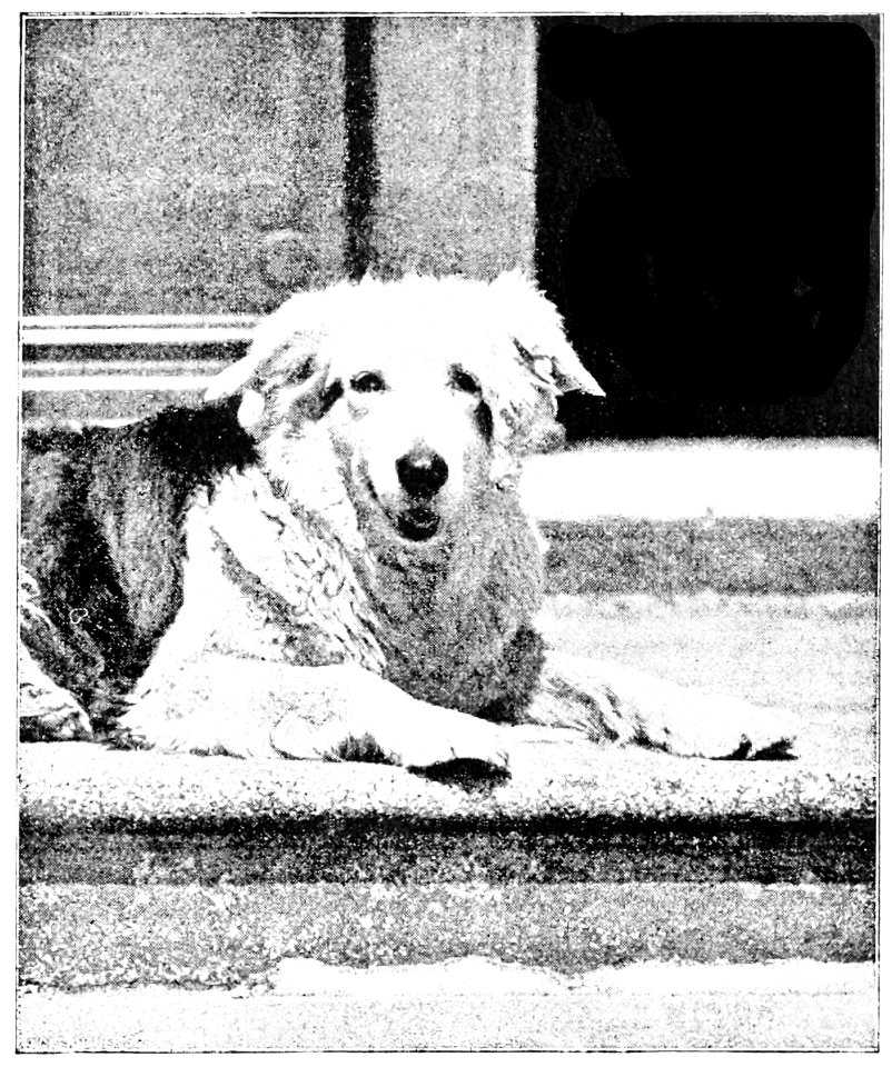 PSM V50 D103 A collie laughing all over