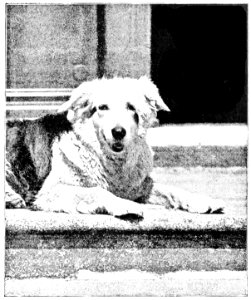 PSM V50 D103 A collie laughing all over
