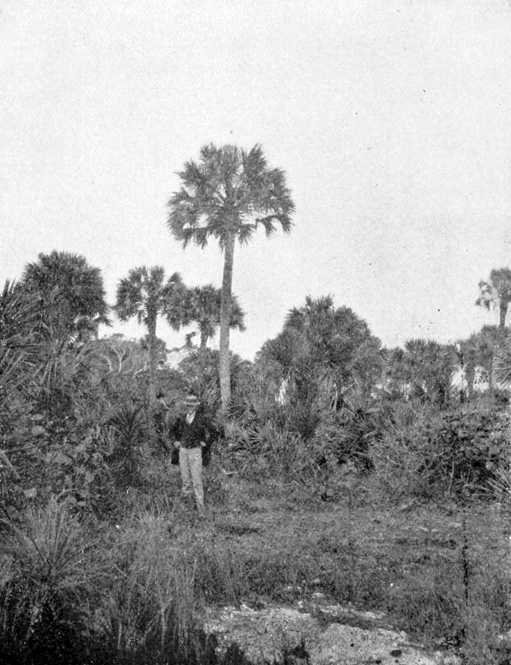 PSM V54 D040 Cabbage palmetto in florida