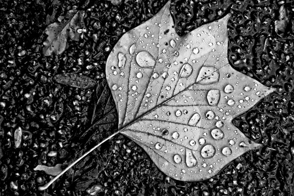 Water drops droplets on leaf nature