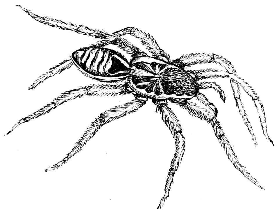 PSM V50 D395 Lycosa tarantula
