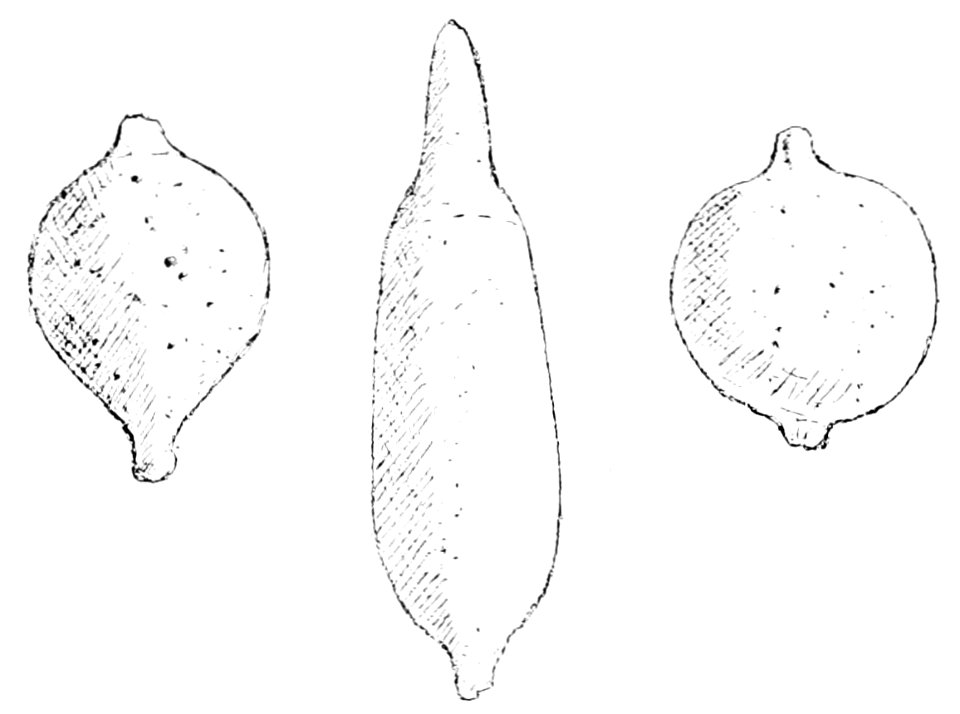 PSM V50 D511 Charm bones found at the santa clara mound