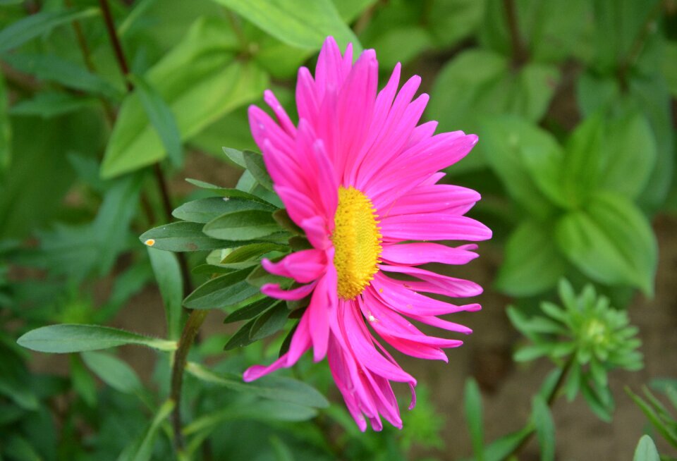 Green leaves flowering summer