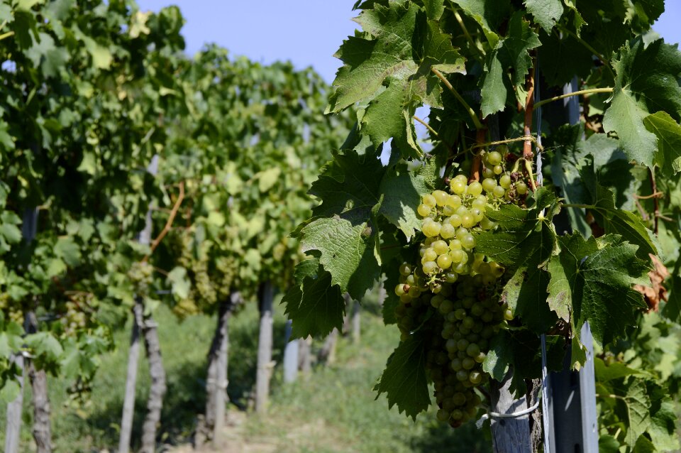 Ripe grapes vines stock food
