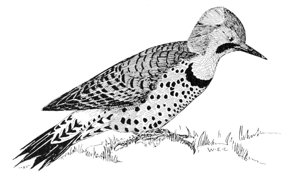 PSM V53 D356 Golden winged woodpecker