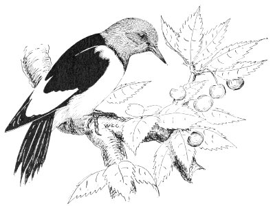 PSM V53 D360 Red headed woodpecker