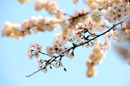Branch tree flower photo